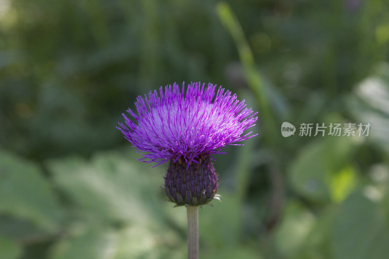 紫蓟(Cirsium horridulum)